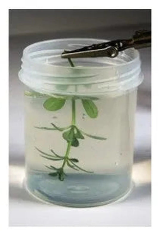 Natural Leaves & Plants Neutral Protection-AK-Interactive-Radaddel