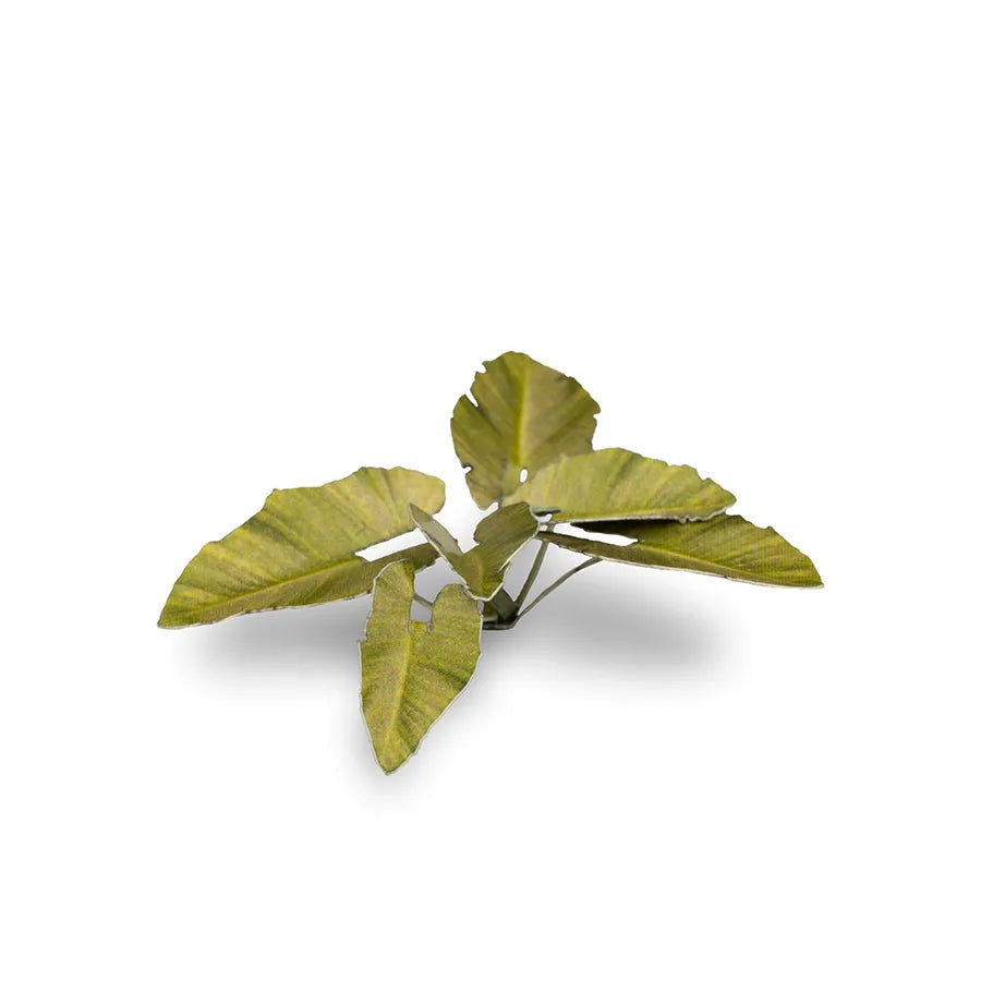 Elephant Ear | Laser Plants-Gamers Grass-Radaddel