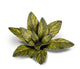 Dumb Cane | Laser Plants-Gamers Grass-Radaddel
