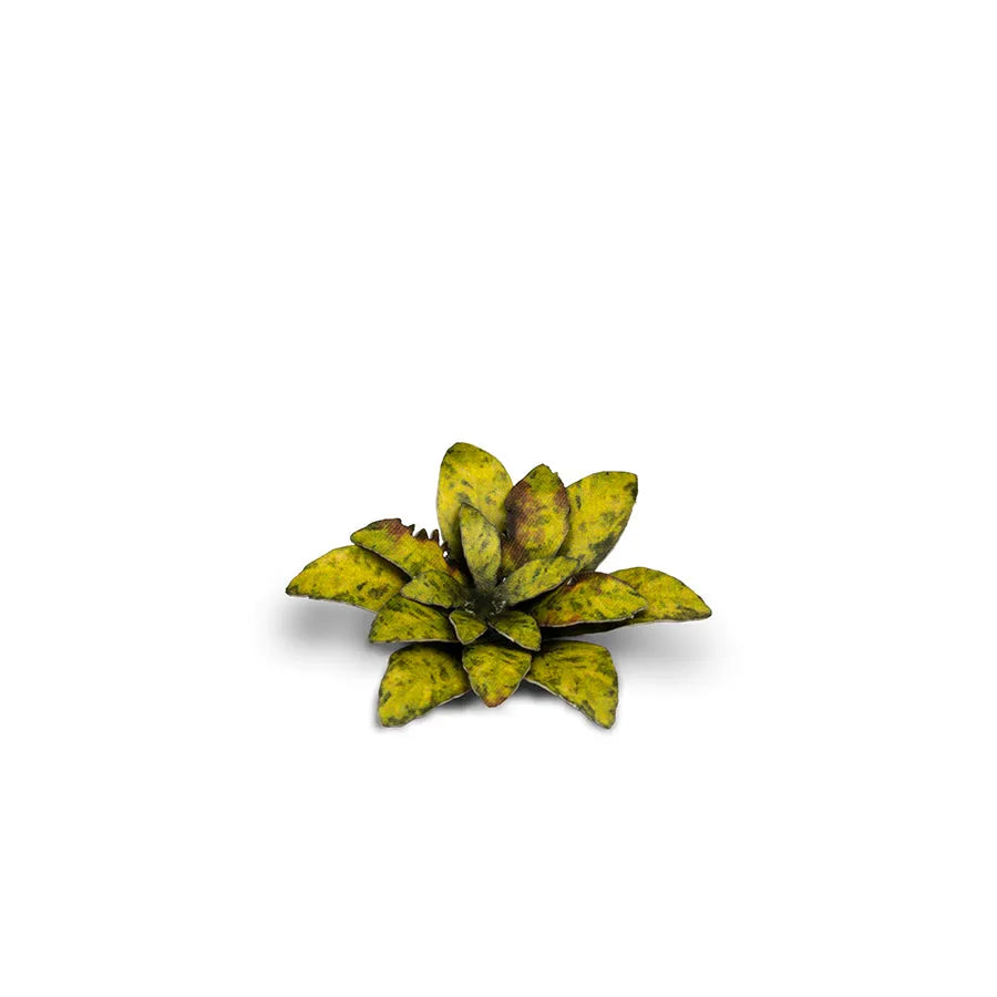 Dumb Cane | Laser Plants-Gamers Grass-Radaddel