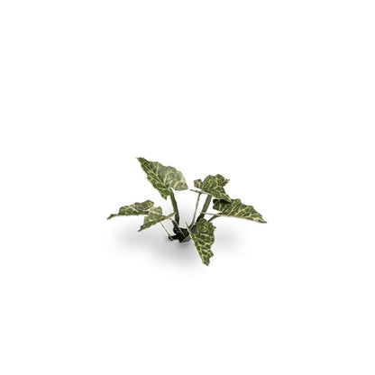 Lords-and-Ladies | Laser Plants-Gamers Grass-Radaddel