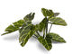 Elephant Ear | Laser Plants-Gamers Grass-Radaddel