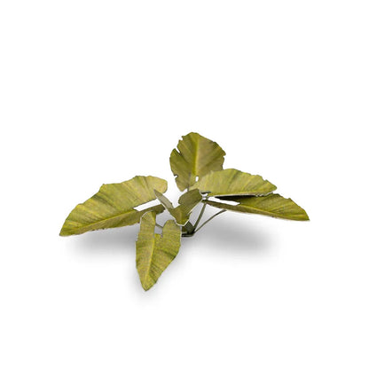 Elephant Ear | Laser Plants-Gamers Grass-Radaddel
