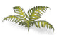 Bracken | Laser Plants-Gamers Grass-Radaddel