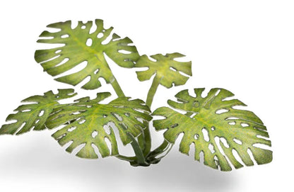 Monstera | Laser Plants-Gamers Grass-Radaddel