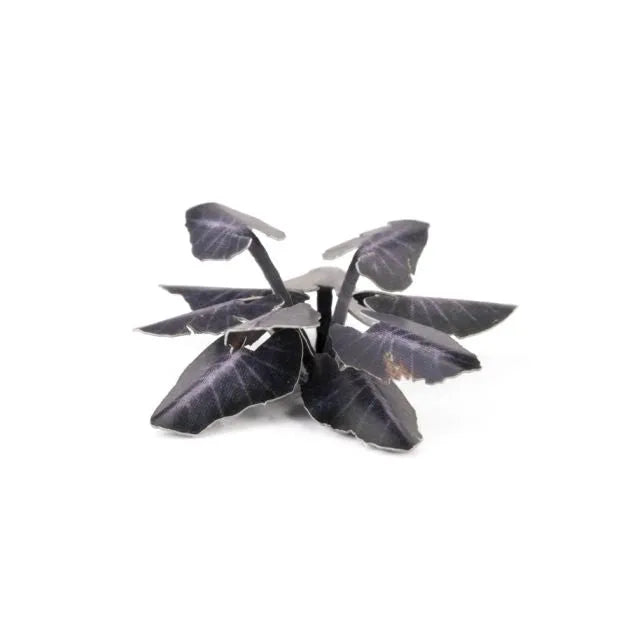 Black Magic Taro | Laser Plants-Gamers Grass-Radaddel