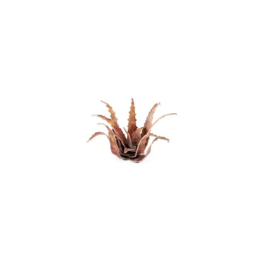 Red Aloe | Laser Plants-Gamers Grass-Radaddel