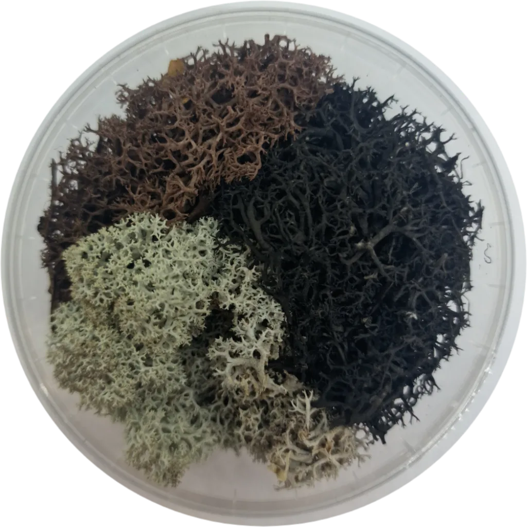 Basetopping: MOOS³ SET DESERT MOOS³ (desert series)-Base X Terrain & Scenery-Radaddel